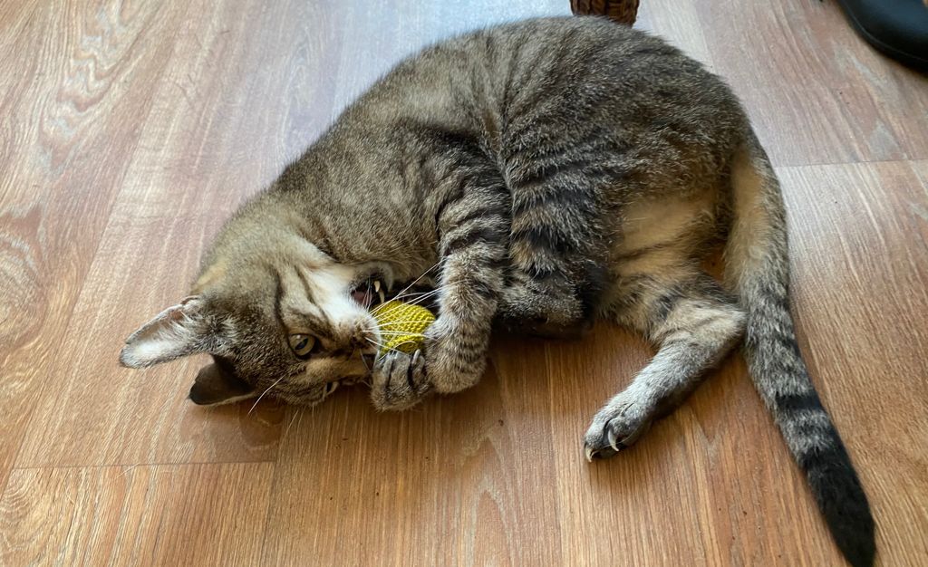 Christmas Catnip Cat Toy - 4 designs!