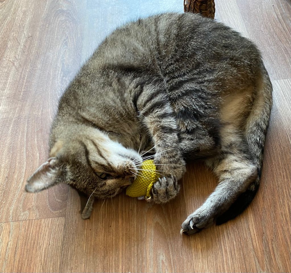 Christmas Catnip Cat Toy - 4 designs!