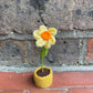 Mini Crochet Flowerpots