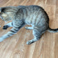 Christmas Catnip Cat Toy - 4 designs!
