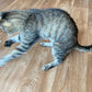 Crochet Catnip Mouse Toy - 4 colours!